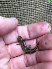 Plethodon dunni