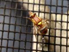 Bactrocera jarvisi