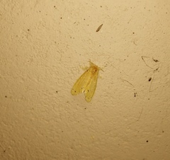 Artaxa guttata