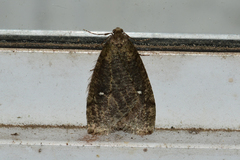 Paleacrita merriccata