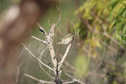Oahu Amakihi (Chlorodrepanis flava)