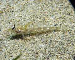 Nesogobius pulchellus
