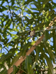 Gasteracantha cancriformis
