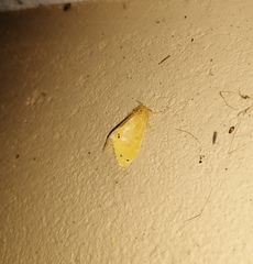 Artaxa guttata