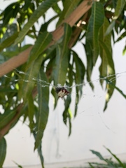 Gasteracantha cancriformis