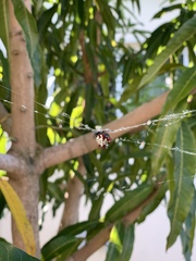 Gasteracantha cancriformis