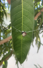 Gasteracantha cancriformis