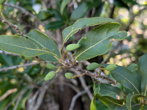 Olopua (Nestegis sandwicensis)