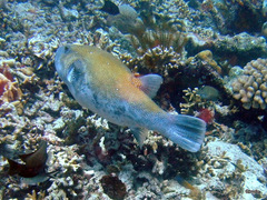 Arothron caeruleopunctatus