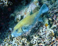 Arothron caeruleopunctatus