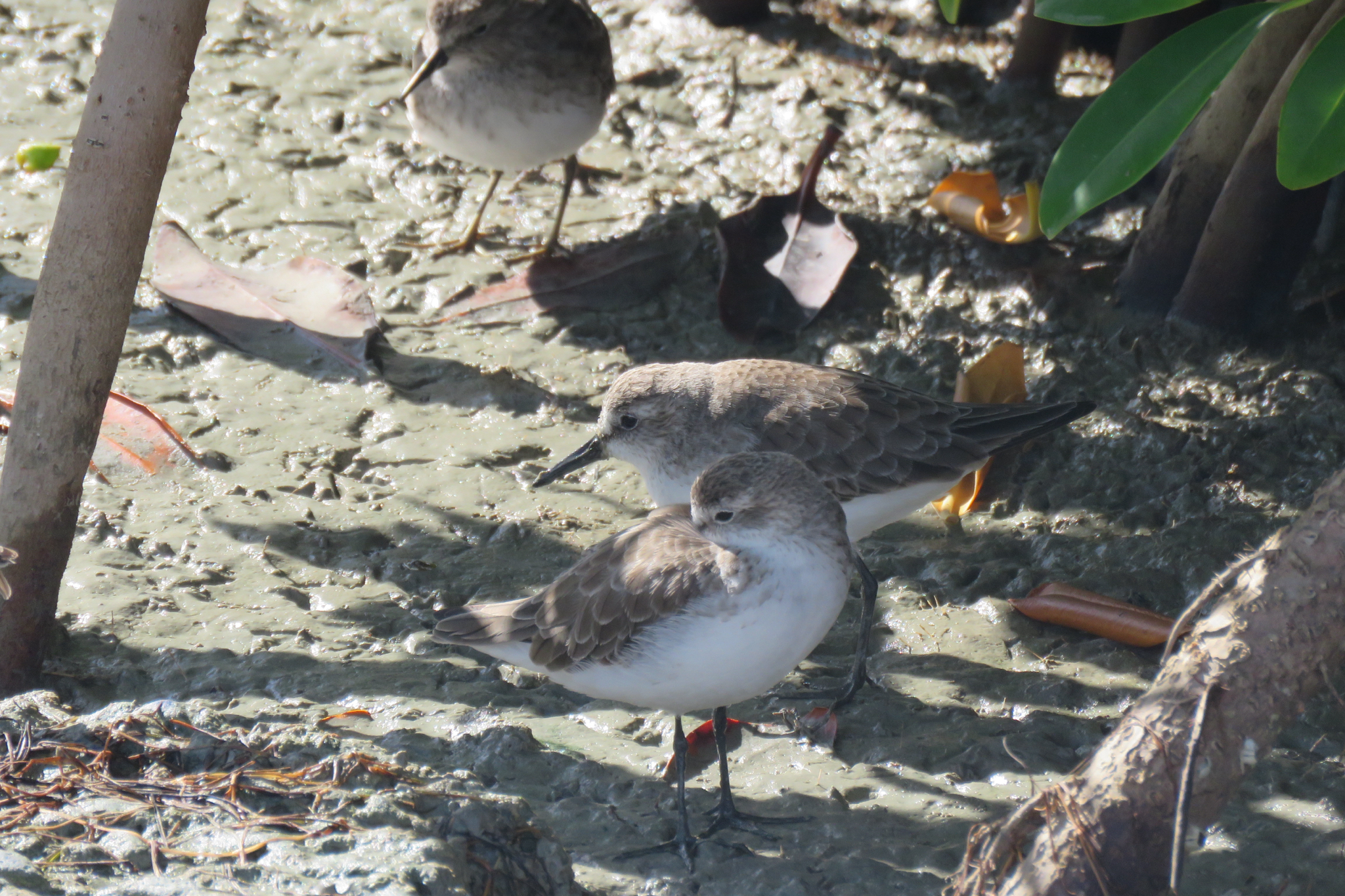 Semipalmated Sandpiper (Calidris pusilla), photo 3