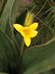 Hypoxis costata