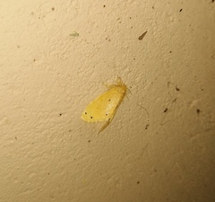 Artaxa guttata