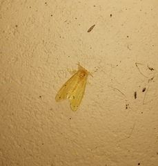 Artaxa guttata