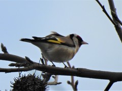 Carduelis carduelis