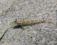 Nesogobius pulchellus