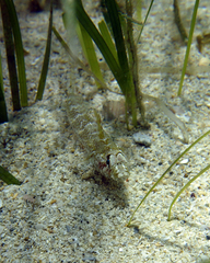 Nesogobius pulchellus
