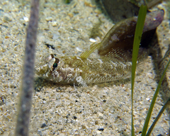 Nesogobius pulchellus