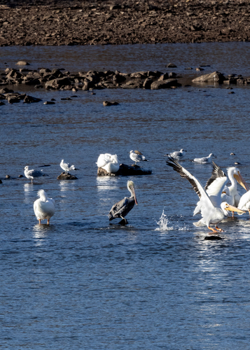Brown Pelican photographed in Oklahoma