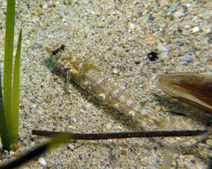 Nesogobius pulchellus
