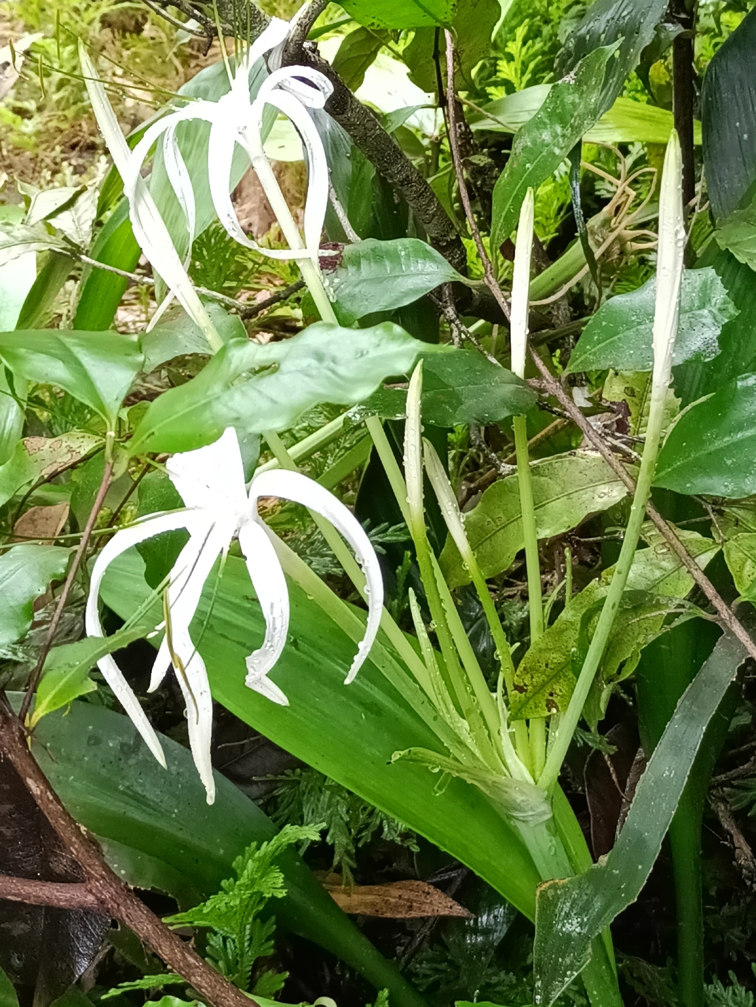 Spider Lily (Hymenocallis tubiflora)
