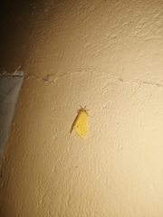 Artaxa guttata