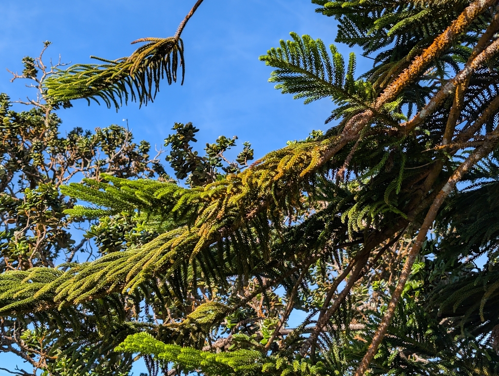 vương tùng – Araucaria columnaris