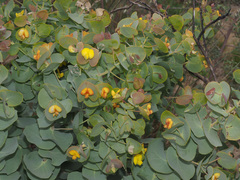 Rafnia amplexicaulis