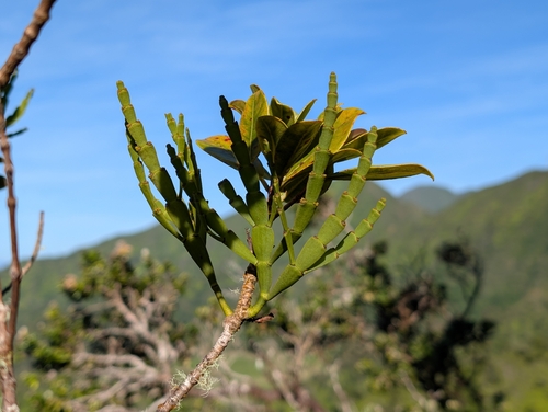 Kaumahana (Korthalsella complanata)