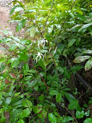 Hymenocallis tubiflora, photograph 3