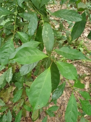 Elaeocarpus mastersii