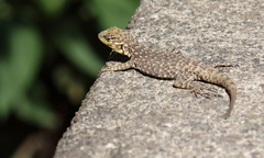 Stenocercus crassicaudatus