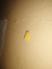Artaxa guttata