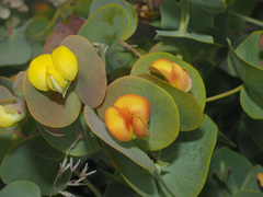 Rafnia amplexicaulis