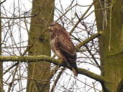 Buteo buteo