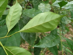 Elaeocarpus mastersii