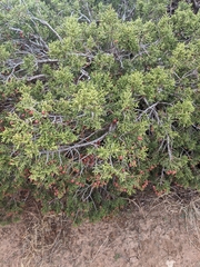 Juniperus pinchotii