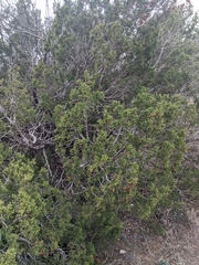 Juniperus pinchotii