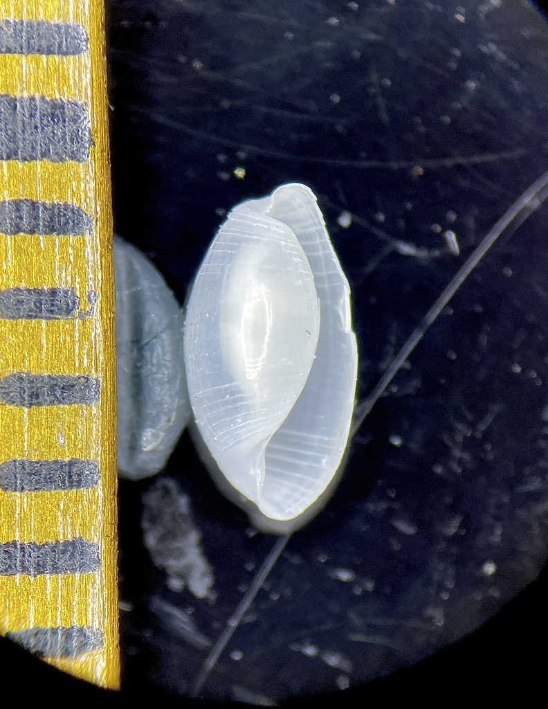 Caribbean Glassy-bubble