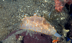 Halgerda batangas
