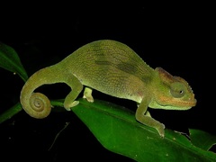 Nadzikambia mlanjensis