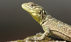 Stenocercus crassicaudatus