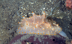 Halgerda batangas
