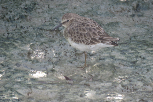 Least Sandpiper (Calidris minutilla), photo 9