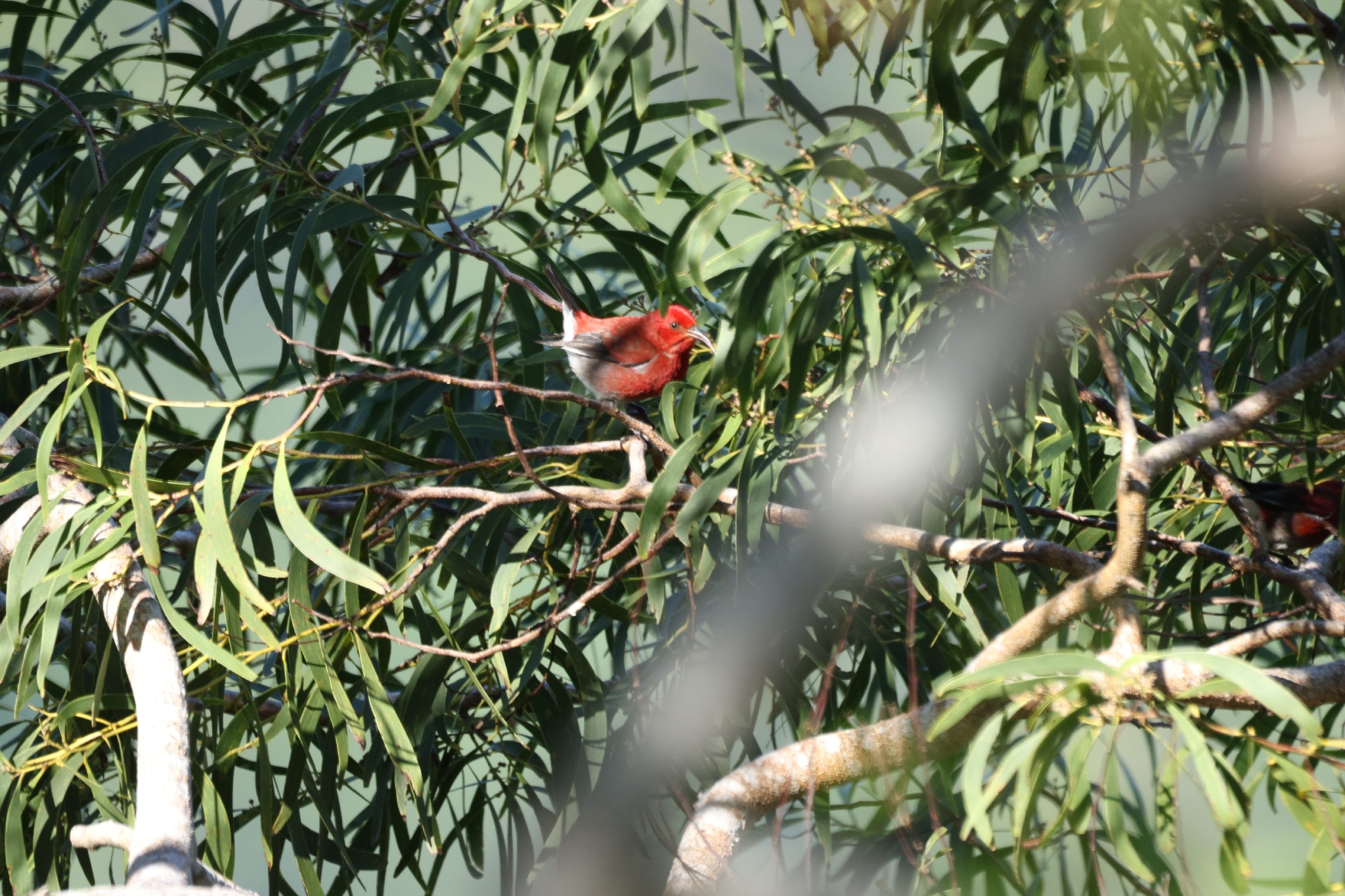 Apapane (Himatione sanguinea), photo 5
