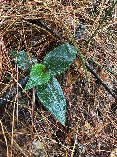 Lined Goodyera (Goodyera striata)