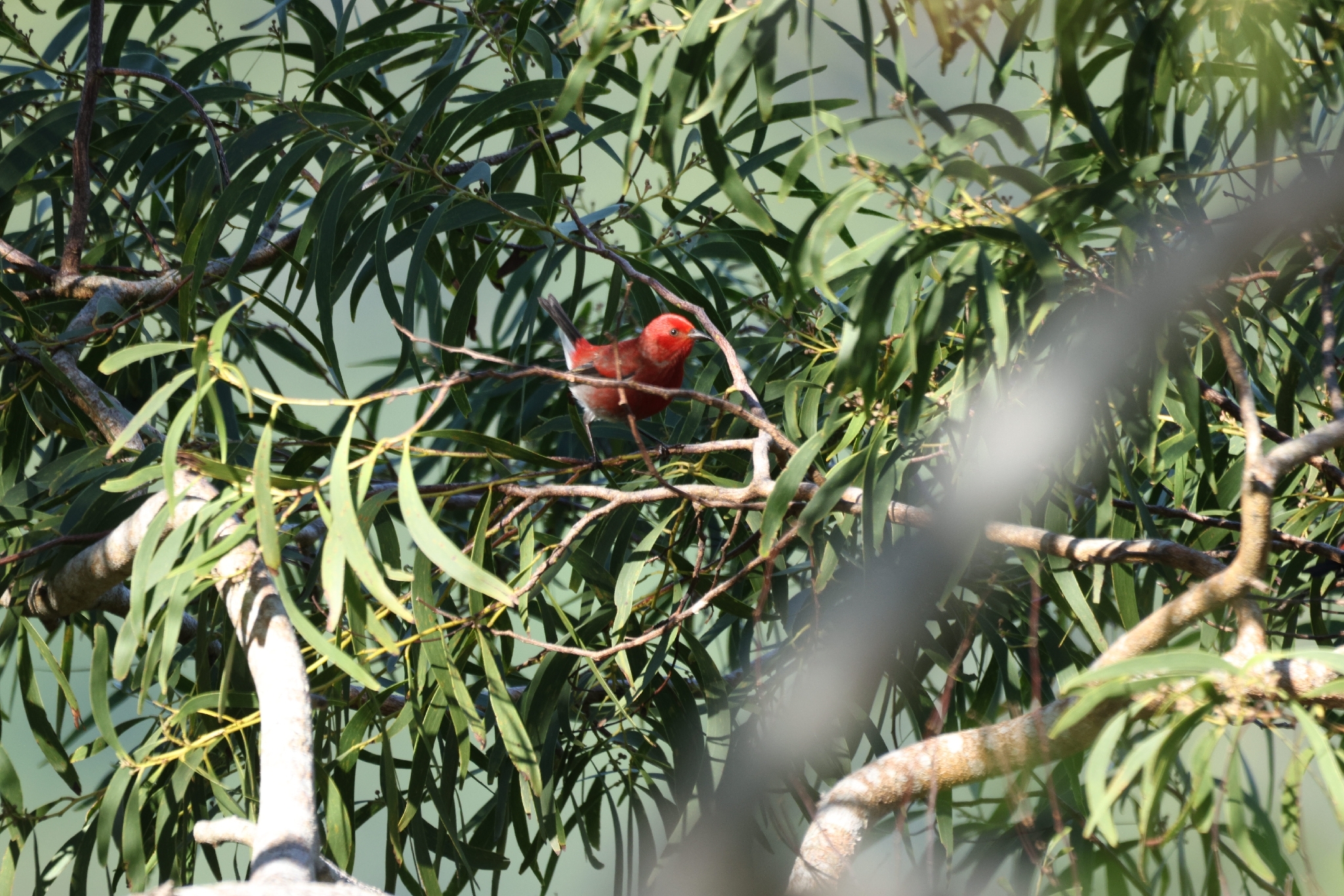 Apapane (Himatione sanguinea), photo 6