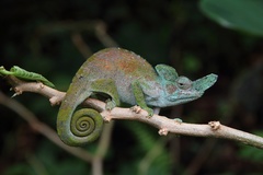 Strange-Horned Chameleon photo 1