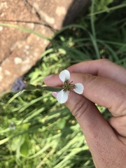 Irideae