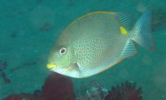 Siganus guttatus